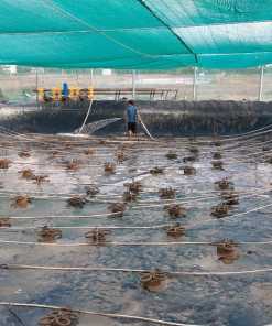 Lưới nuôi trồng thủy sản